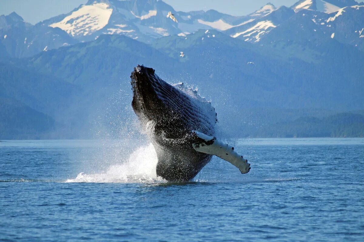 Северное море киты. Горбатый кит Кольский полуостров. Горбатые киты Кольский полуостров. Териберка горбатые киты. Гренландский кит Аляска.