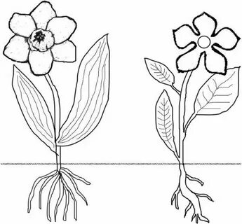 Plant coloring