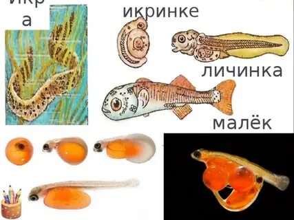 Раннее развитие рыб