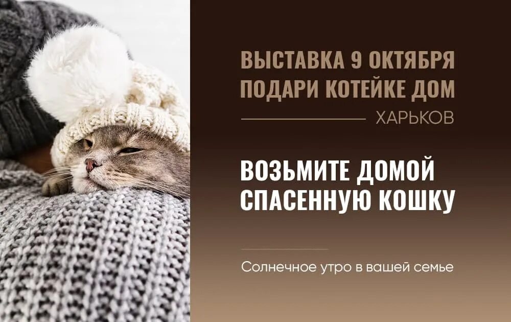 Подари котейке дом. Подари котейке дом. Подари котейке дом. Мотиватор обида. Подари котейке дом.