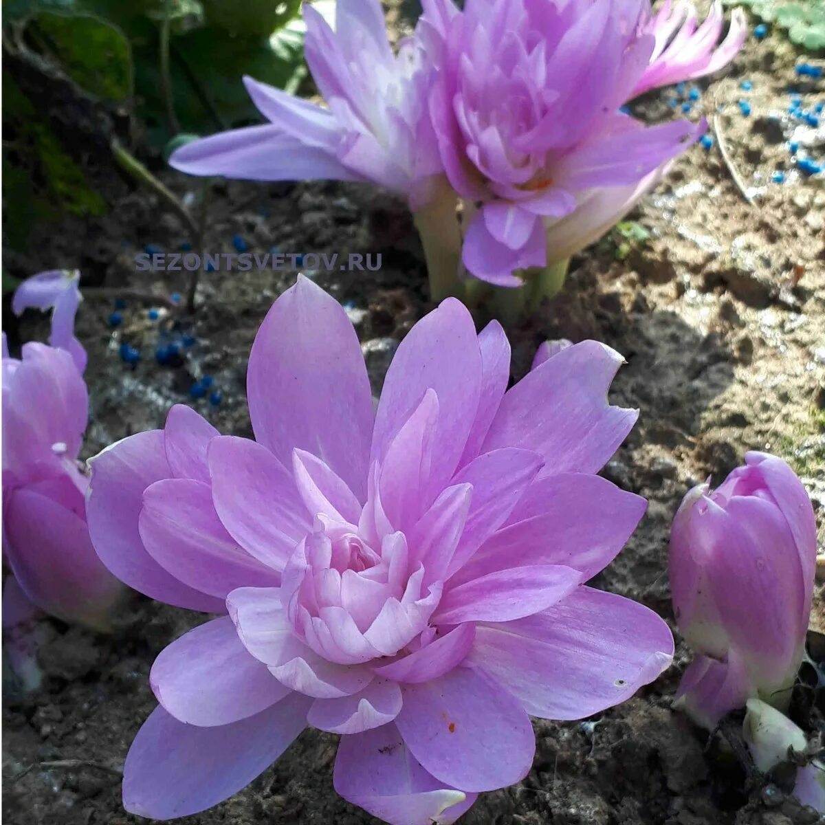 Безвременник вотерлили. Безвременник (colchicum) waterlily. Безвременник ватерлили. Безвременник (colchicum) waterlily. Безвременник (колхикум) уотерлили.