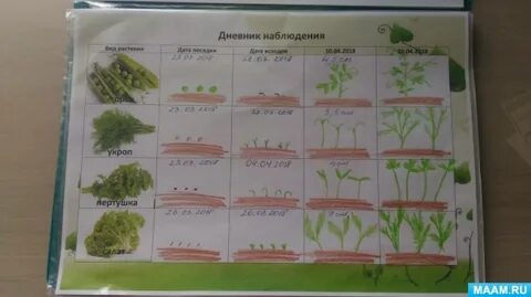 Календарь наблюдений за ростом растений в детском