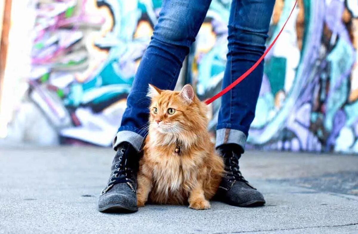 Прогулка котика