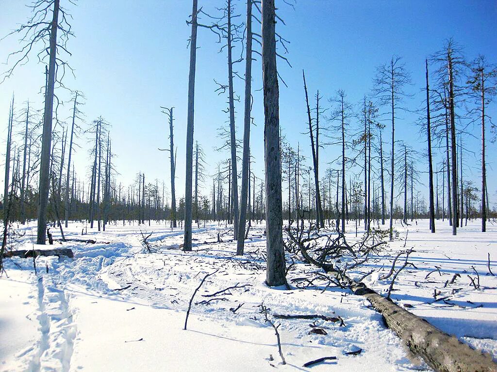 Сухостой в лесу. Сухостой сосна. Карельская сухостойная сосна. Сухостой лиственница. Что такое сухостой.