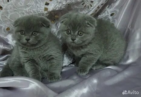 Шотландская кошка добрая