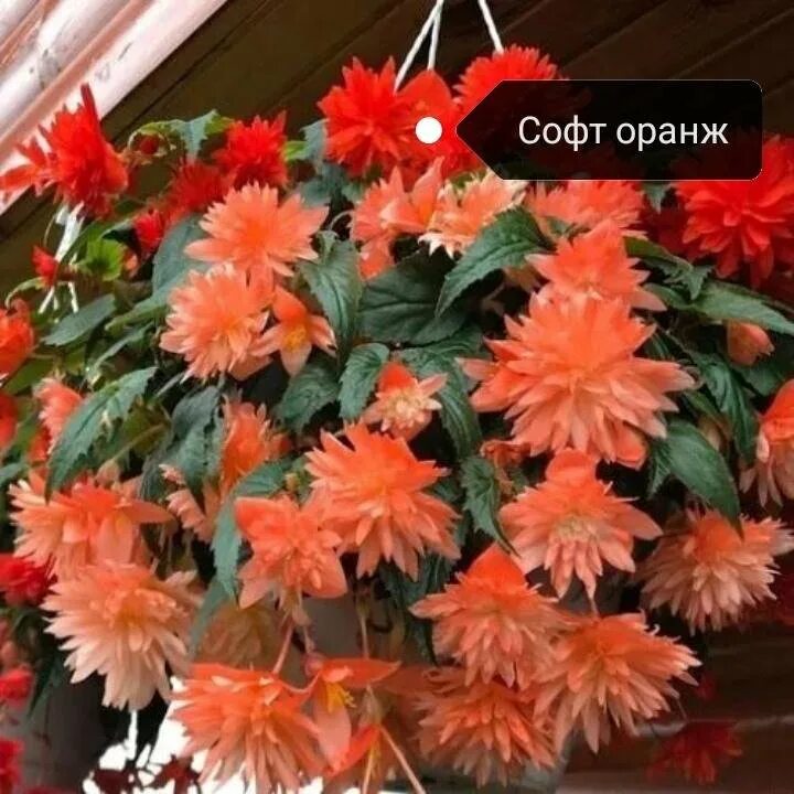 Hot orange
