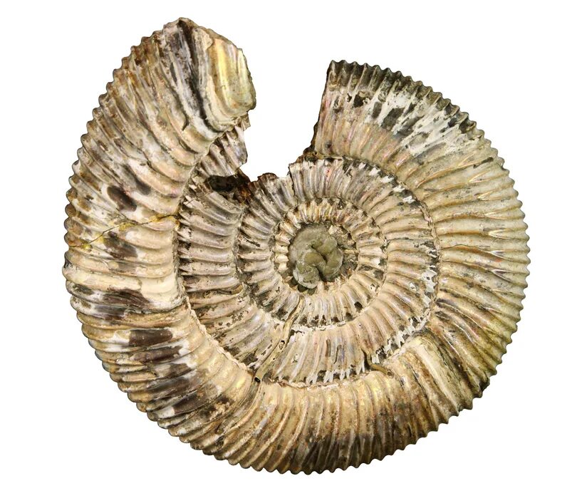 Fossil Shell окаменелость. Старинные ракушки. Ископаемые морские раковины. Красивая Ракушка окаменелости. Старая ракушка