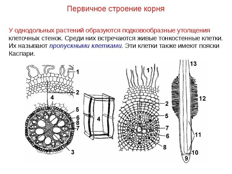 Анатомическое строение растений. Вторичное строение корня однодольного растения. первичное анатомическое строение корня. анатомическое строение корня растений. анатомическое строение корня однодольных растений.