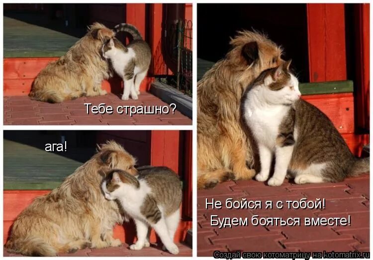 пусть боятся. волк не бойся. не бойся что не получится. ничего не бойся мы с тобой. меня ты не бойся твой страх неуместен.