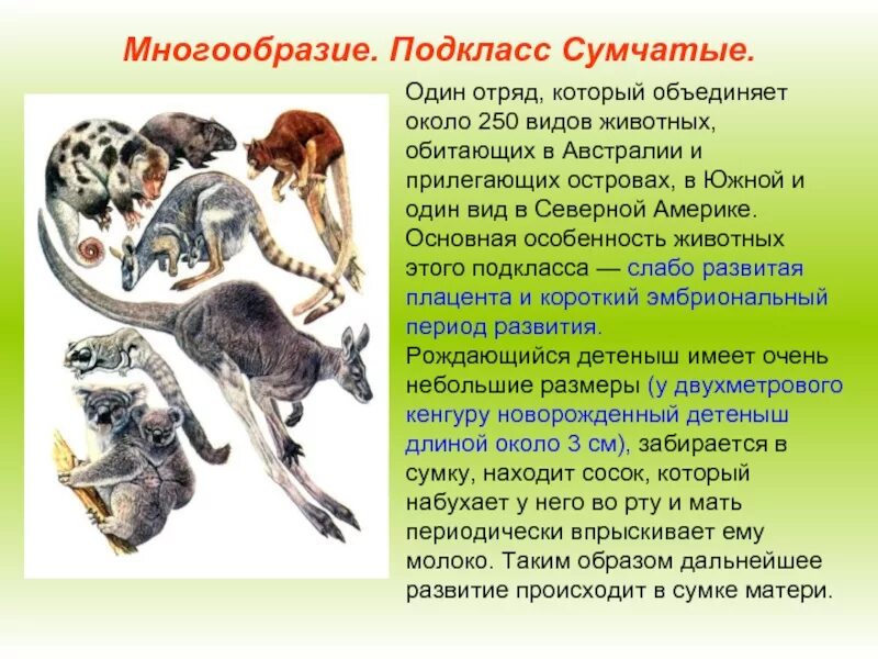 Разнообразие млекопитающих