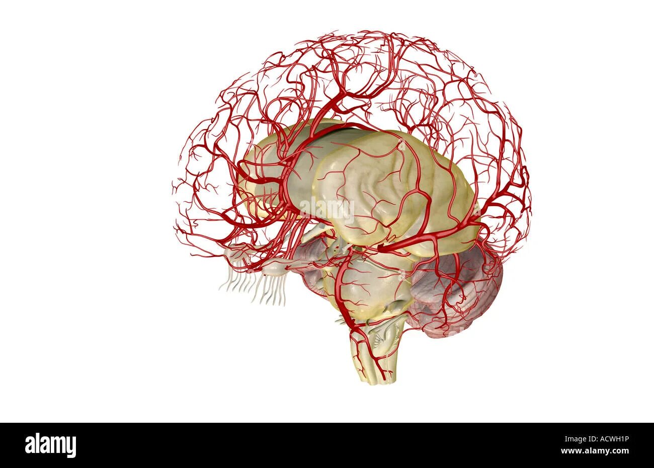 Нервные сосуды головного мозга. Кровоснабжение коры головного мозга. Кровеносные сосуды мозга. Капилляры головного мозга. Строение сосудов мозга.