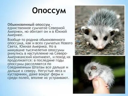 Обитать почему и