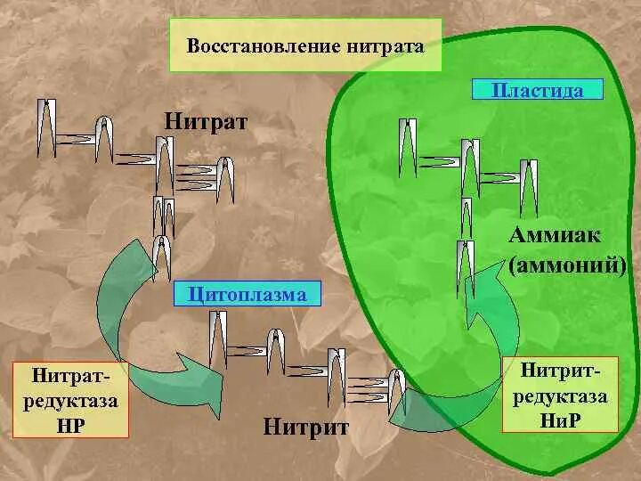 Синтез нитратов. Восстановление нитратов в нитриты. Восстановление нитратов до нитритов реакция. Нитраты восстанавливаются до нитритов. Восстановление нитратов до аммиака.