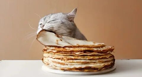 Котики с блинами картинки