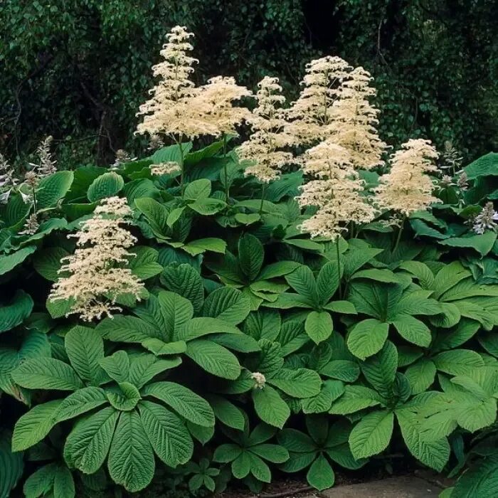 Роджерсия виды и сорта. Роджерсия aesculifolia. роджерсия конскокаштанолистная. роджерсия конско-каштаносистная. роджерсия каштанолистная.