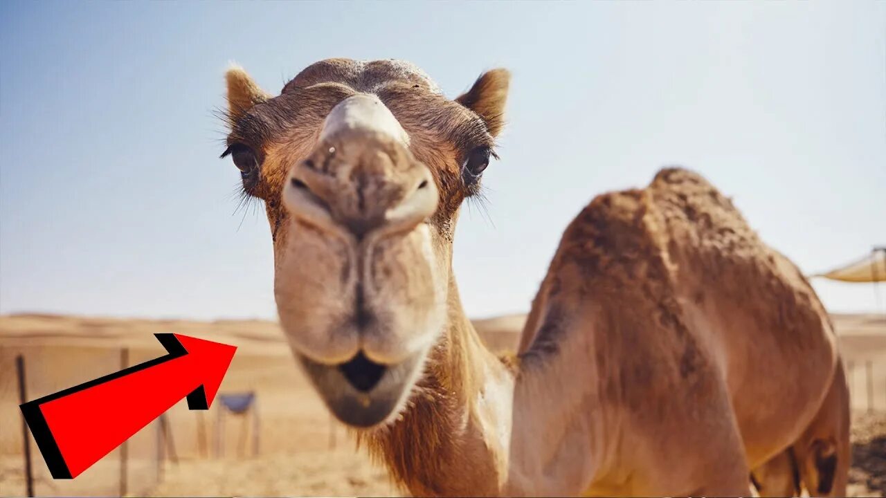Breaks the camel s back