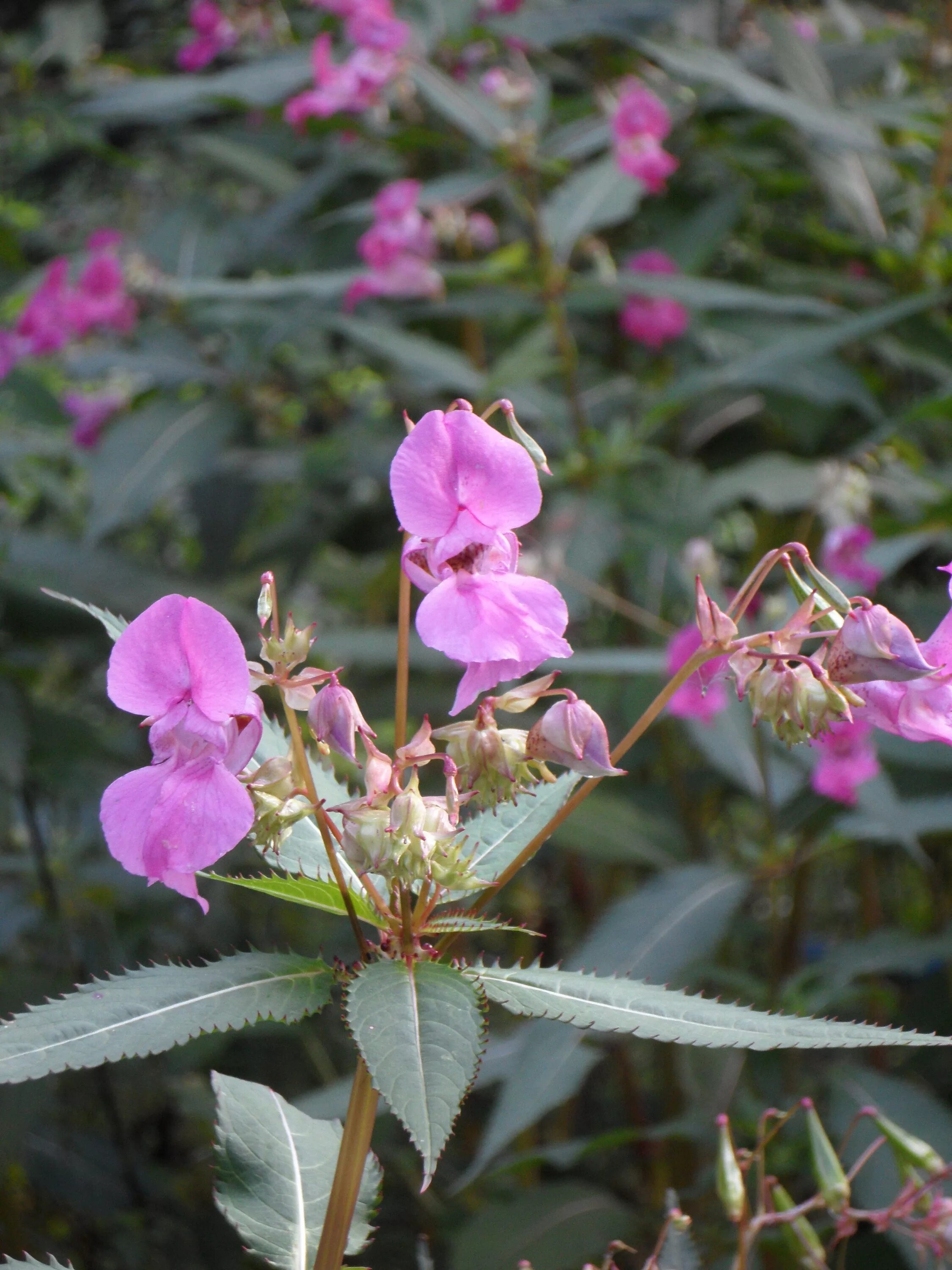 Сорняк с цветочками. Impatiens glandulifera. Цветок Impatiens glandulifera. Бальзамин дикий. Бальзамин Лесной.