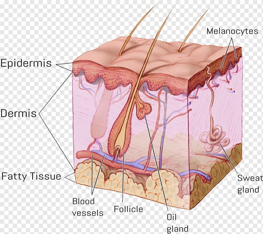 Кожа эпидермис дерма. Дерма эпидермис анатомия. Структура эпидермиса кожи человека. Строение кожи эпидермис дерма.