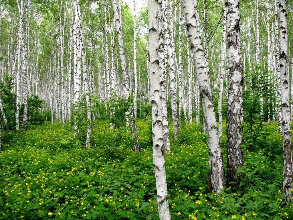 Березка мягкая. Березовый лес Некрасовка. Березняк черничник. Береза в Чувашии. Березовая роща Назарово.