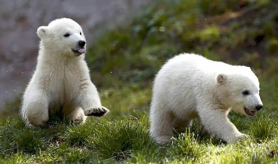 Медвежонок. Милые медвежата. Белый медведь. Детеныши животных. Co ours