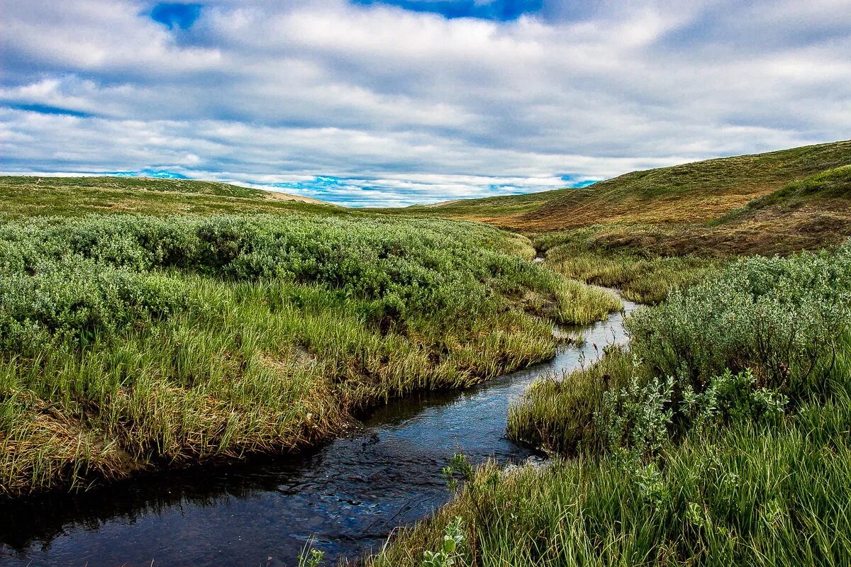 тундра ямала. тундра кольского полуострова. ненецкий автономный округ природа. тундра лесотундра тайга. новый уренгой тундра.