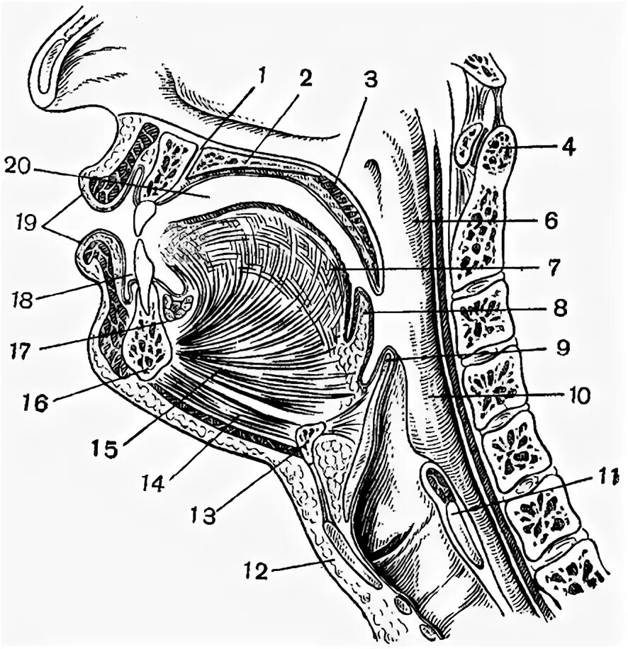 Схема глотки. Сагиттальный распил ротовой полости. Полость рта Сагиттальный распил головы. Полость рта Сагиттальный разрез головы. Гортань Сагиттальный распил анатомия.
