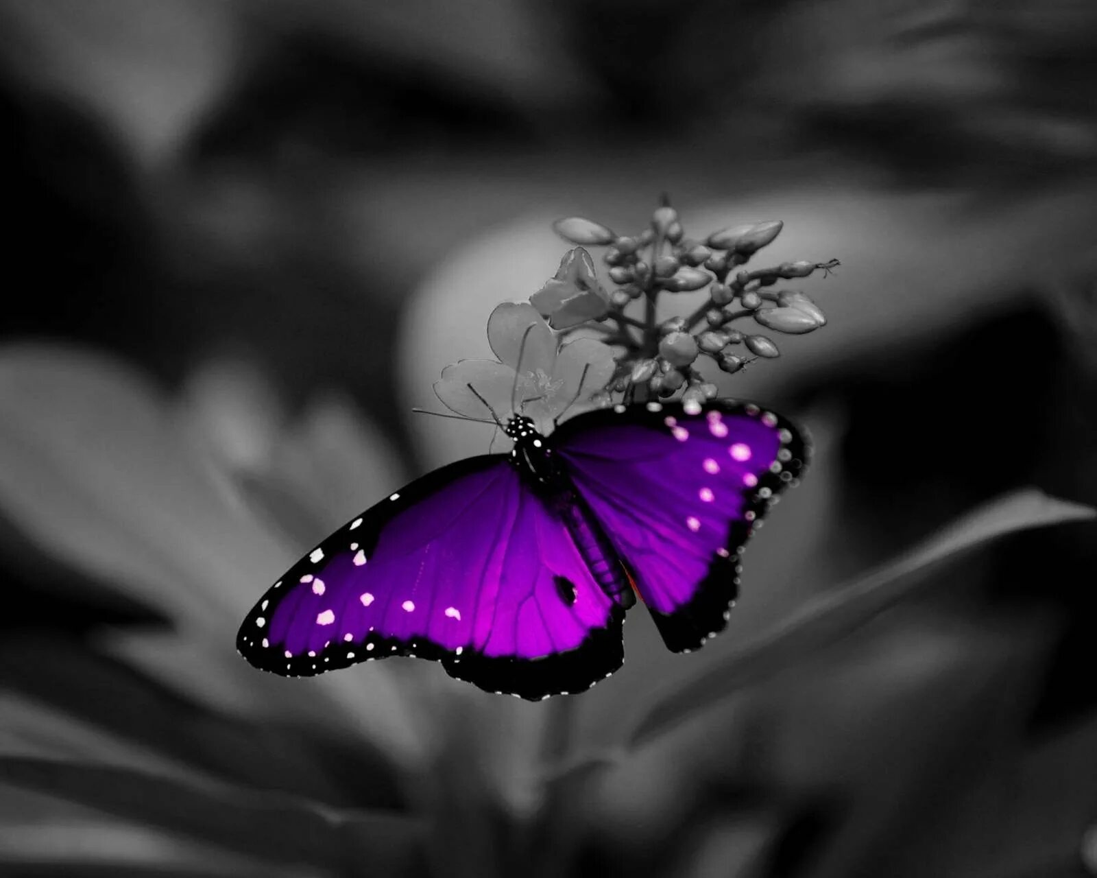 Фиолетовые бабочки картинки. Бабочка фиолетовая. Сиреневые бабочки. Красивые бабочки фиолетовые. Бабочки розово фиолетовые.
