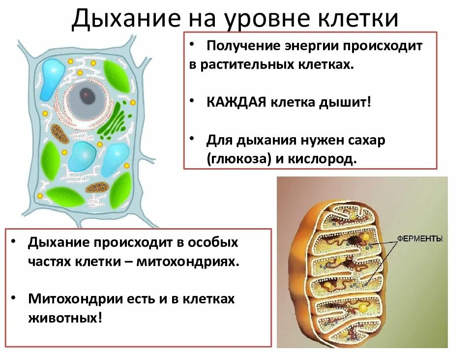 Растительная клетка обмен веществ. Дыхание клетки растений. Растительная клетка. Питание растительной клетки. Питание клетки растения.