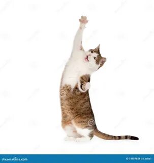 Leg cat