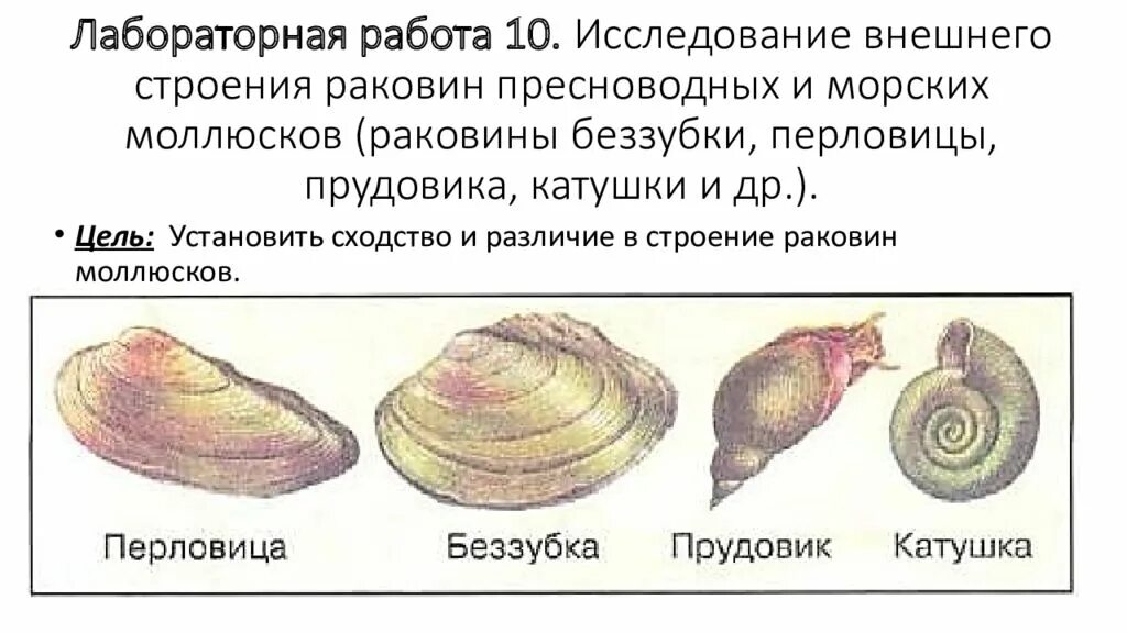 Перловица моллюск. Анатомия беззубки. Ракушка перловица. Беззубка моллюск.