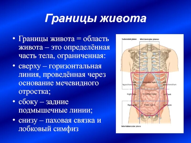 Области живота. Границы живота. Границы полости живота. Наружная граница живота. Образование в области живота