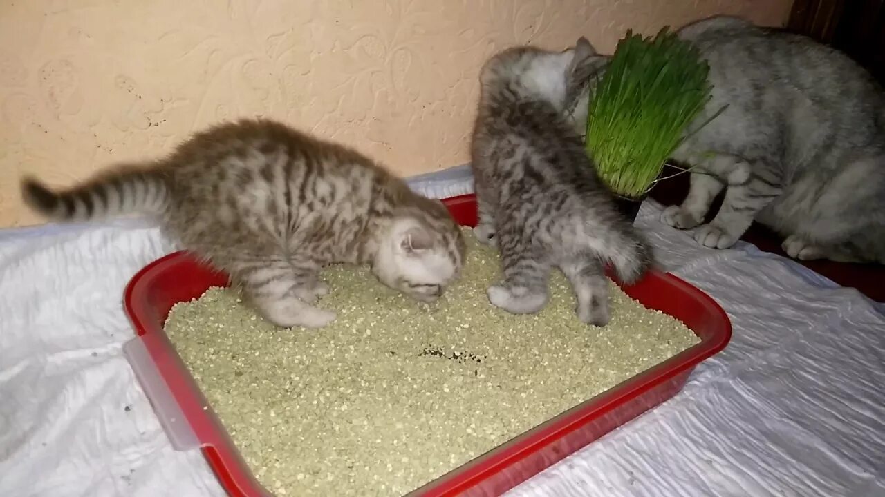 Как приучить месячного котенка. Приучение к лотку шотландской кошки. Лоток для котенка 1 месяц. Домик для шотландской вислоухой кошки. Лоток для котят 2 месяца.