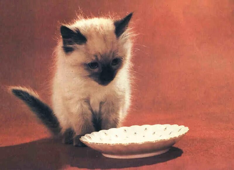 Кот просит есть но не ест. Голодный котенок. котенок в тарелке. котенок хочет есть. котик с пустой тарелкой.
