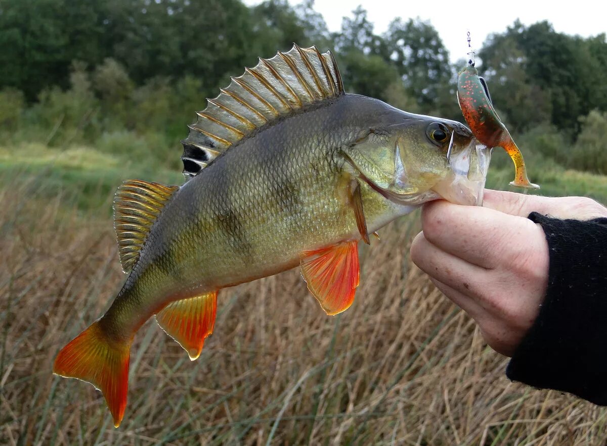 Окунь курвила. Окунь в воде. Приманки на окуня летом на спиннинг. Окунь на спиннинг. Почему не клюет окунь.