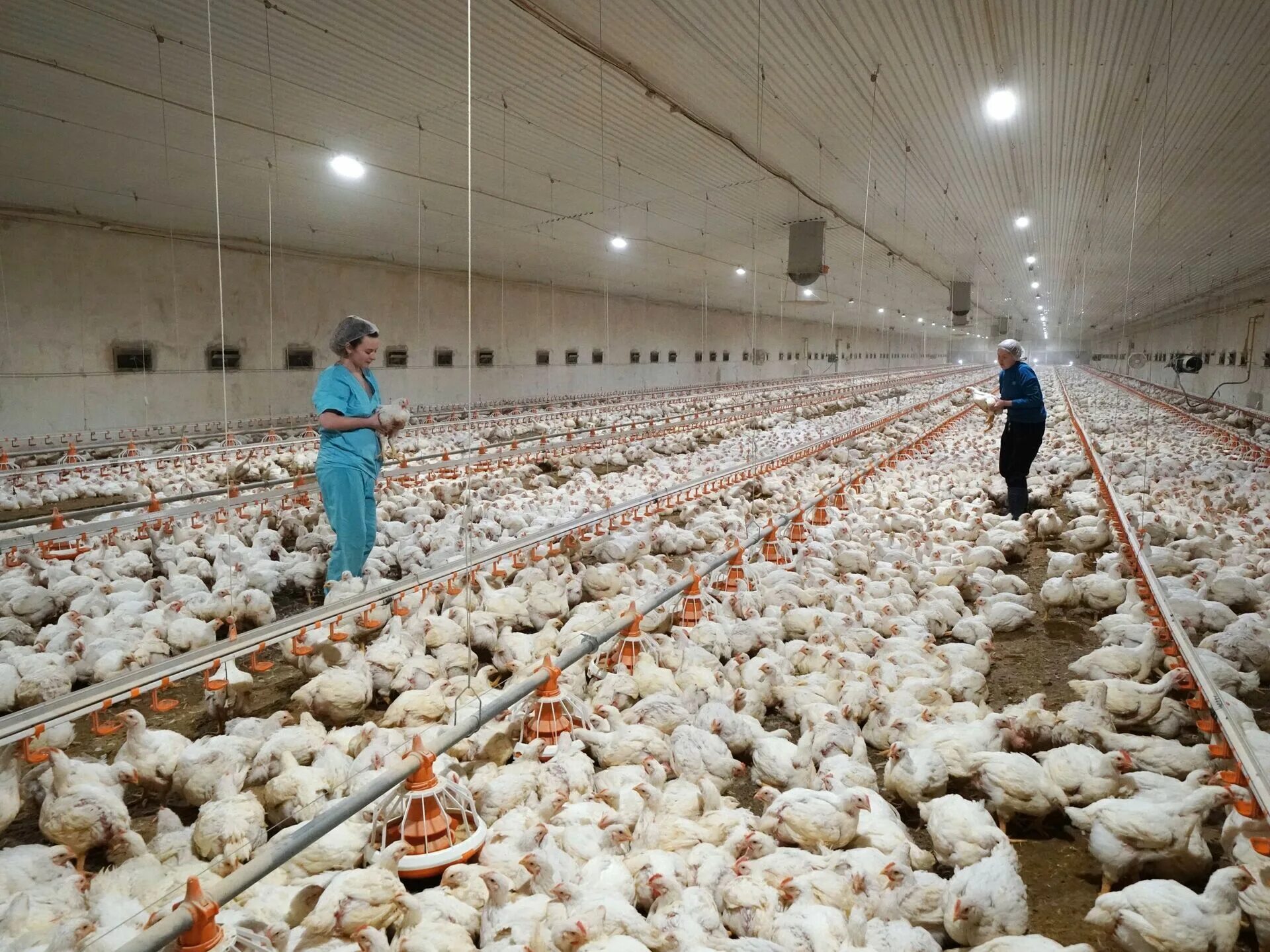 Фабрика куриц. Куры на птицеферме. Сельское хозяйство птицеводство. Птицеводство. Фабрика куриц.