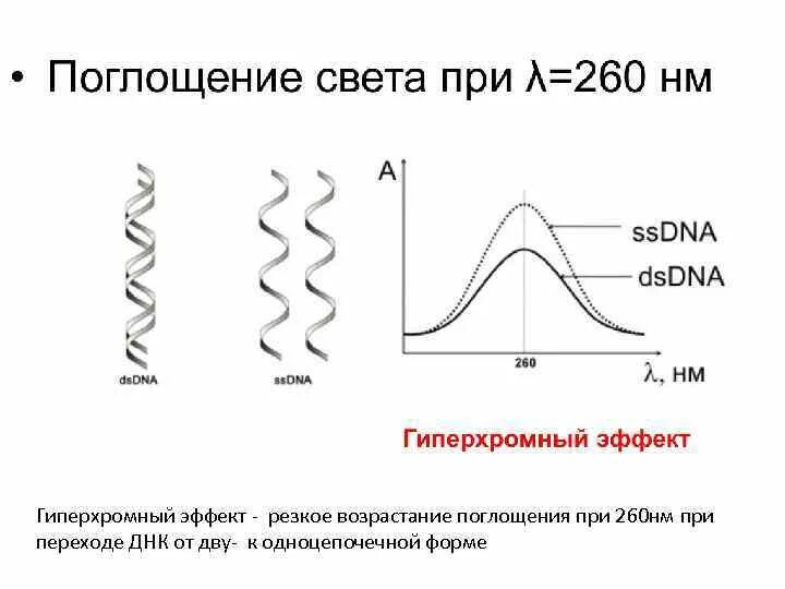 Гипохромный и гиперхромный эффекты. Гипохромный эффект ДНК. Гиперхромный эффект ДНК. Плавление ДНК гиперхромный эффект.