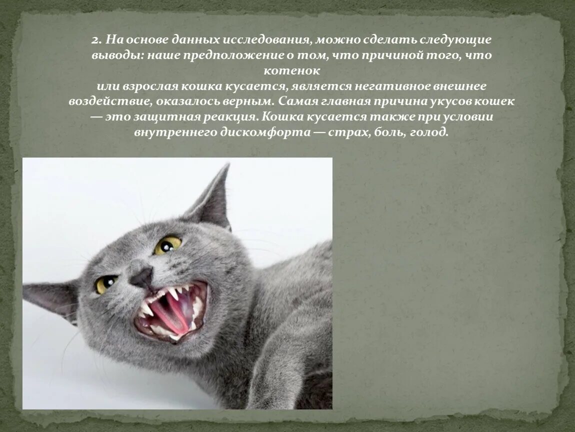 Почему кот кусается. Почему кот кусается