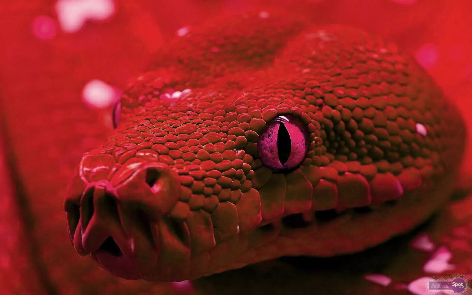 Snake x. Красная змея. Красные змеи. Розовая змея. Змея красного цвета.