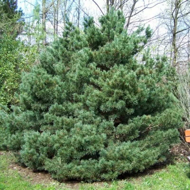 Сосна обыкновенная ватерери. Сосна сильвестрис ватерери. Сосна обыкновенная watereri. Сосна обыкновенная ватерери pinus sylvestris watereri. Сосна обыкновенная ватерери pinus sylvestris watereri.