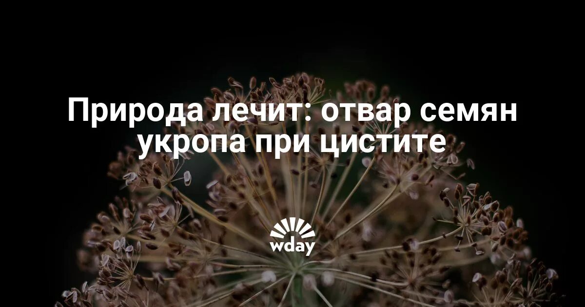 Отвар укропа при цистите. Семена укропа от цистита. Настой укропа при цистите.