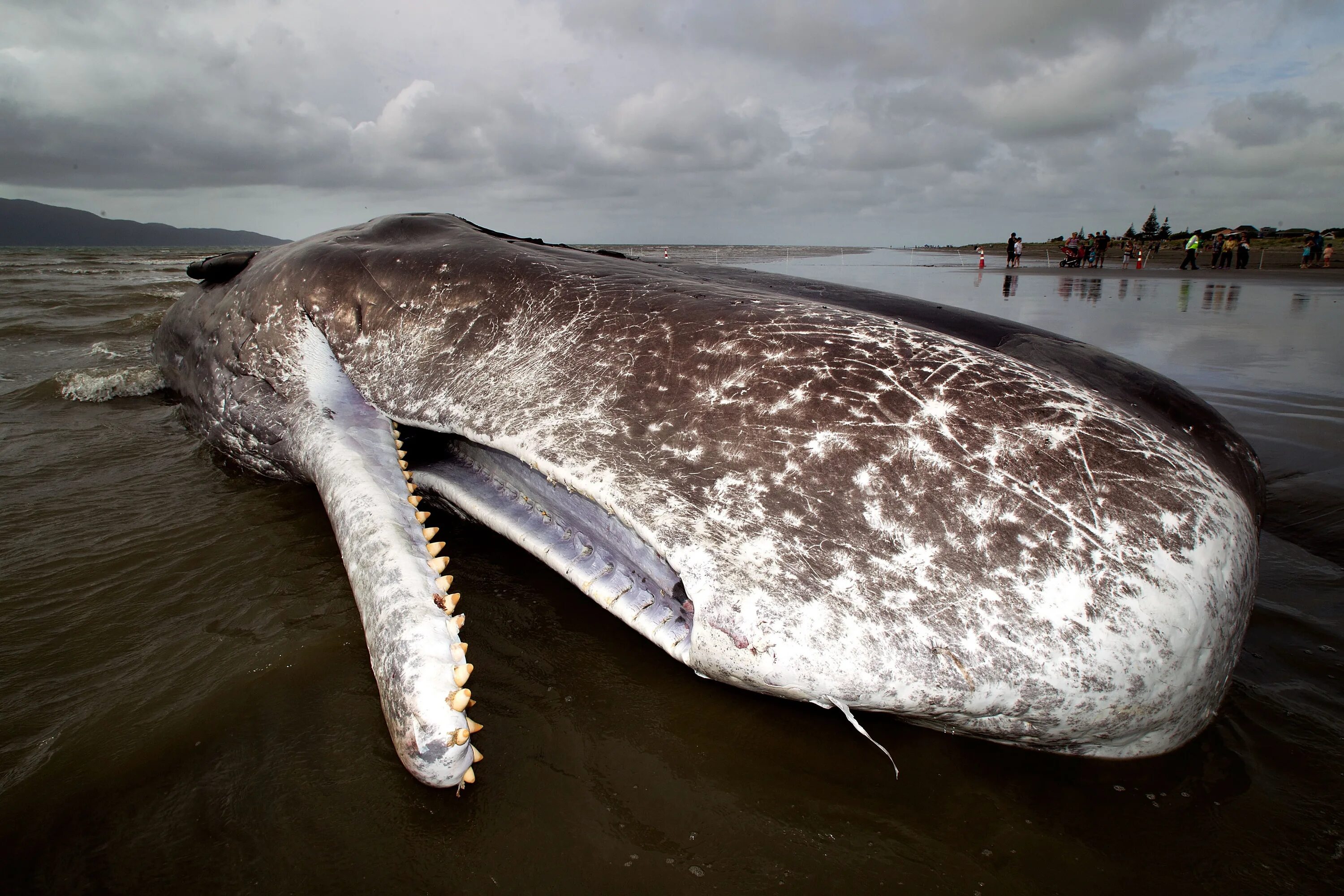 Самое большое животное жившее на земле. Кашалот это зубатый кит. Гигантский Кашалот. Гигантские киты Кашалоты.