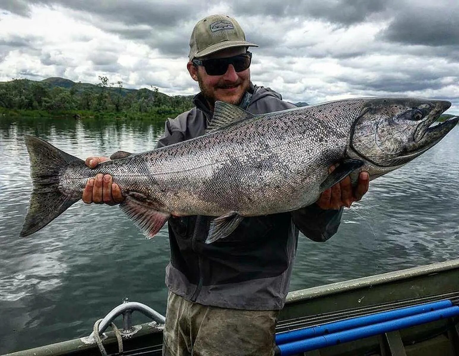 Рыба чавыча фото и описание цена. Чавыча рыба. Чавыча Oncorhynchus tshawytscha. Лосось чавыча. Королевский лосось чавыча.