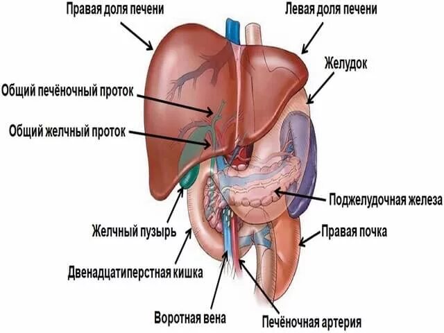 Печень где находится с какой. Строение печени.