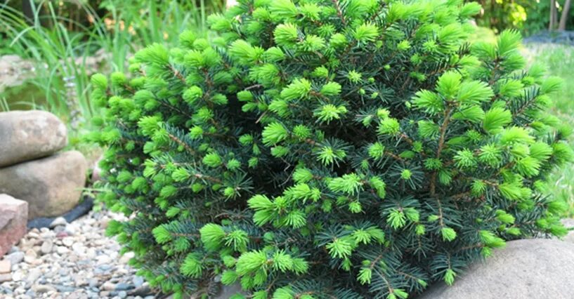 Посадка крупномеров туи осенью. Ель колючая вальдбрун. Ель колючая hermann naue. Abies lasiocarpa compacta пихта шершавоплодная компакта. Сосна обыкновенная описание.