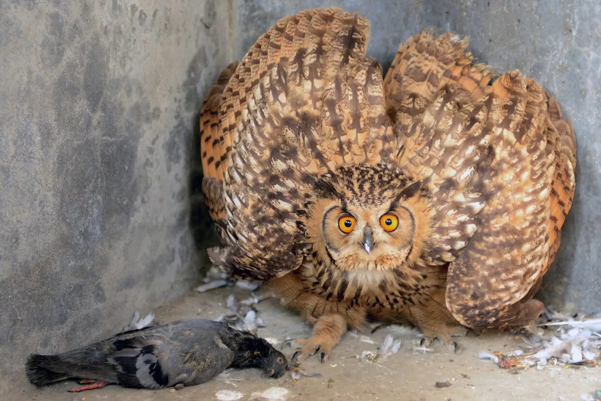 Филин Бубо. Филин Bubo Bubo. Филин и Сова. Сова фото. Крупная совообразная птица