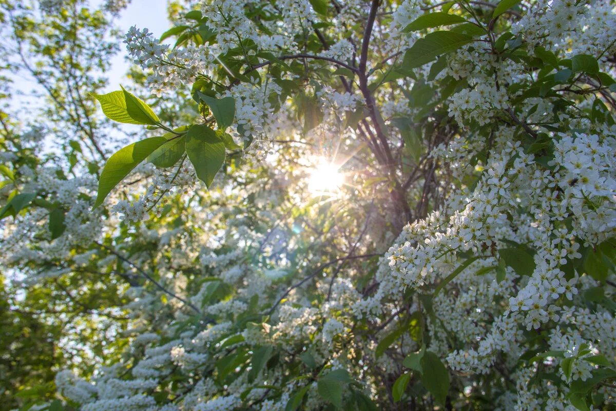 черемуха маака зима. черемуха живопись. сирень зимой. зимой на сонной черемухе часто гостили. черемуха зимой.