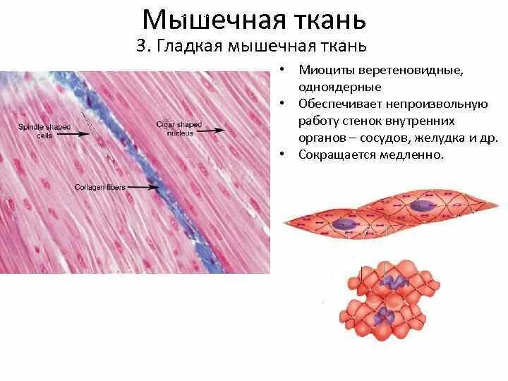 Строение клетки гладкая мышечная ткань. Строение миоцита гладкой мышечной ткани. Веретеновидные клетки мышечной ткани. Гладкая мышечная ткань рисунок миоциты. Гладкие миоциты строение.