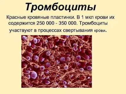 Тромбоциты макрофаги