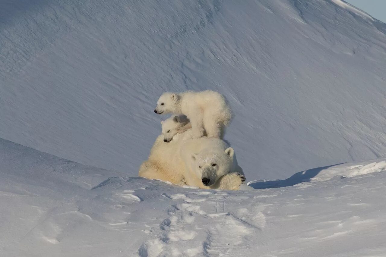 Белые медведи в Антарктиде. Белый медведь полярное сияние. Белые медведи в Арктике. Арктика белый медведь Полярная ночь.