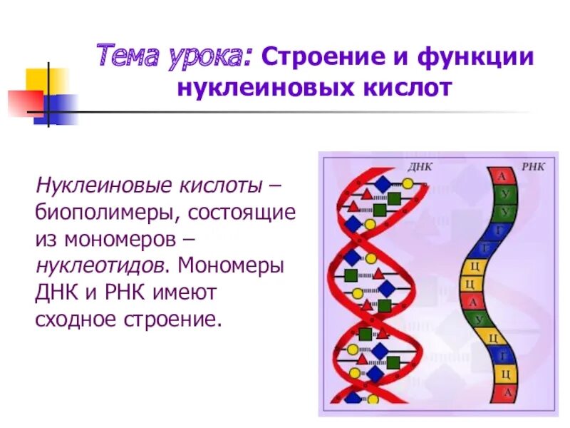 Строение и функции нуклеиновых. Строение нуклеиновых кислот ДНК. Нуклеиновые кислоты РНК строение и функции. Строение нуклеиновых кислот ДНК И РНК. Биополимеры нуклеиновые кислоты строение.